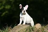 BOULEDOGUE FRANCAIS 1241